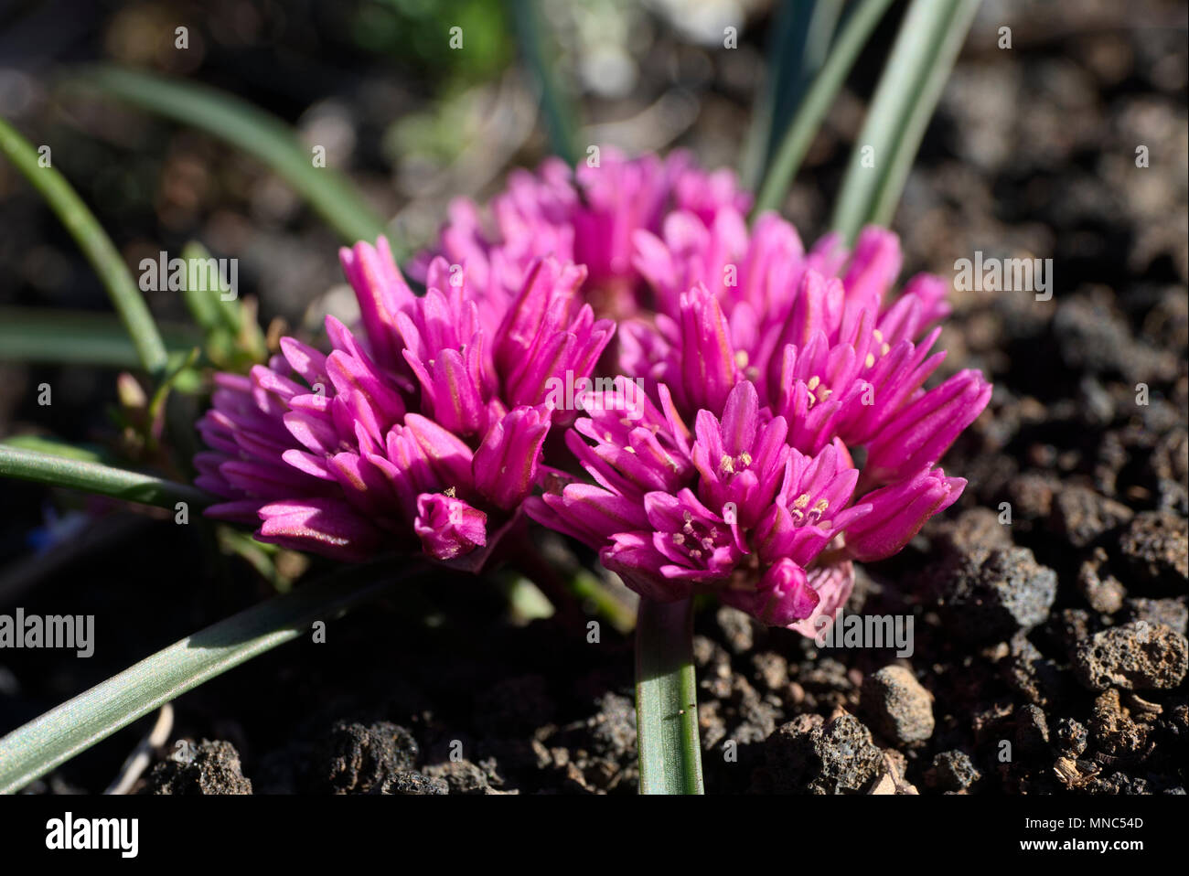 Allium parvum Stock Photo