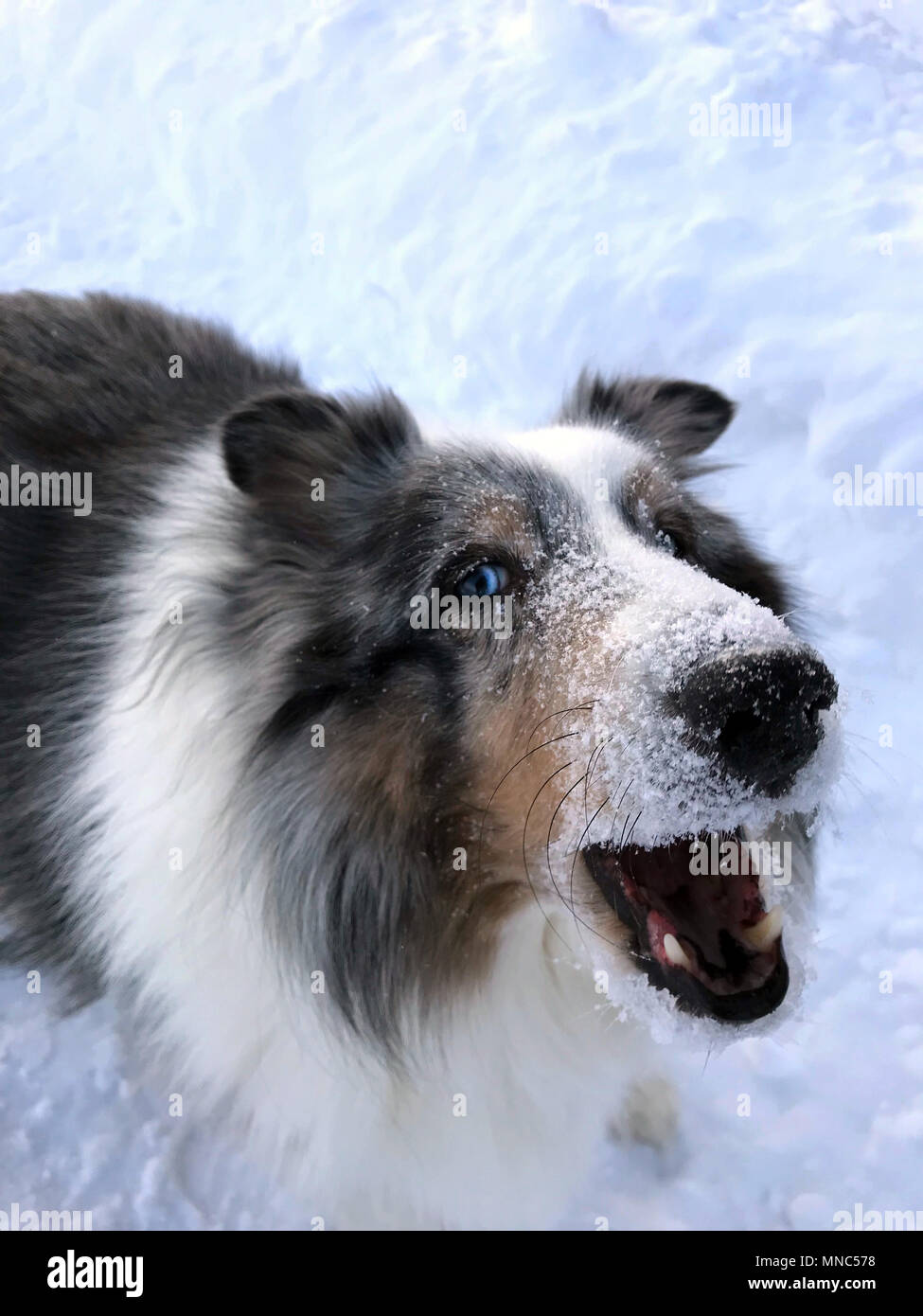 Shetland sales sheepdog barking