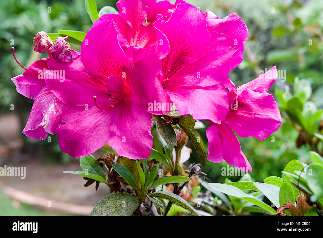 Azaleas are flowering shrubs in the genus Rhododendron, grown in all regions of Australia and the UK they are very spectacular when in full bloom Stock Photo
