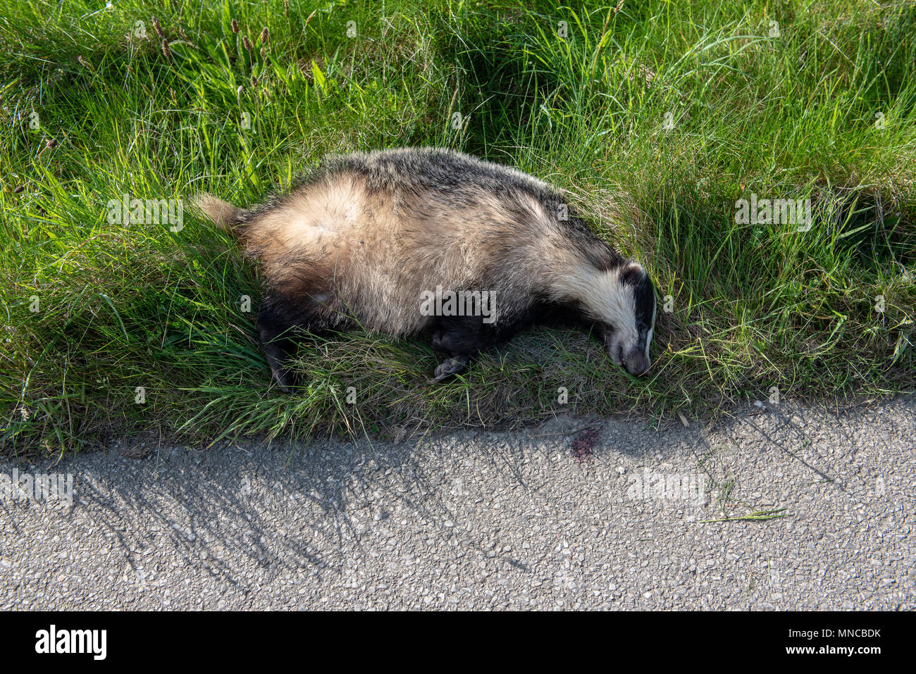 Badger killed by car on the road. Wild animal killed from auto on the