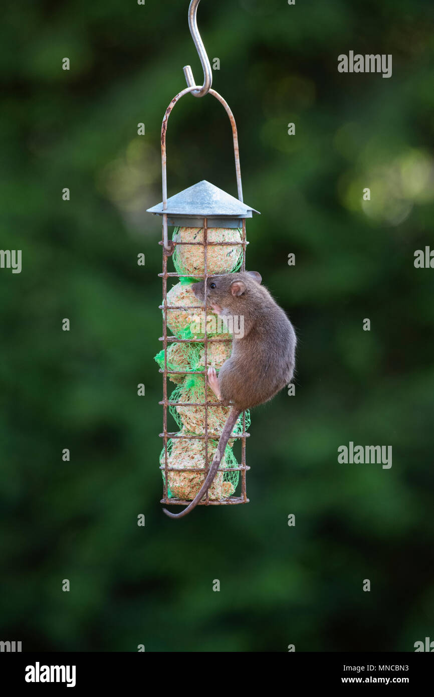 Fat rat hires stock photography and images Alamy