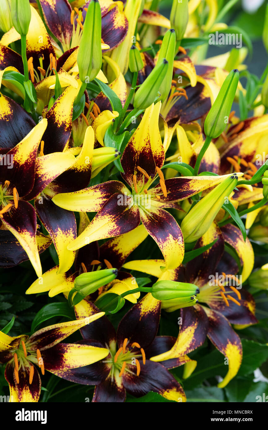 Asiatic lily hires stock photography and images Alamy