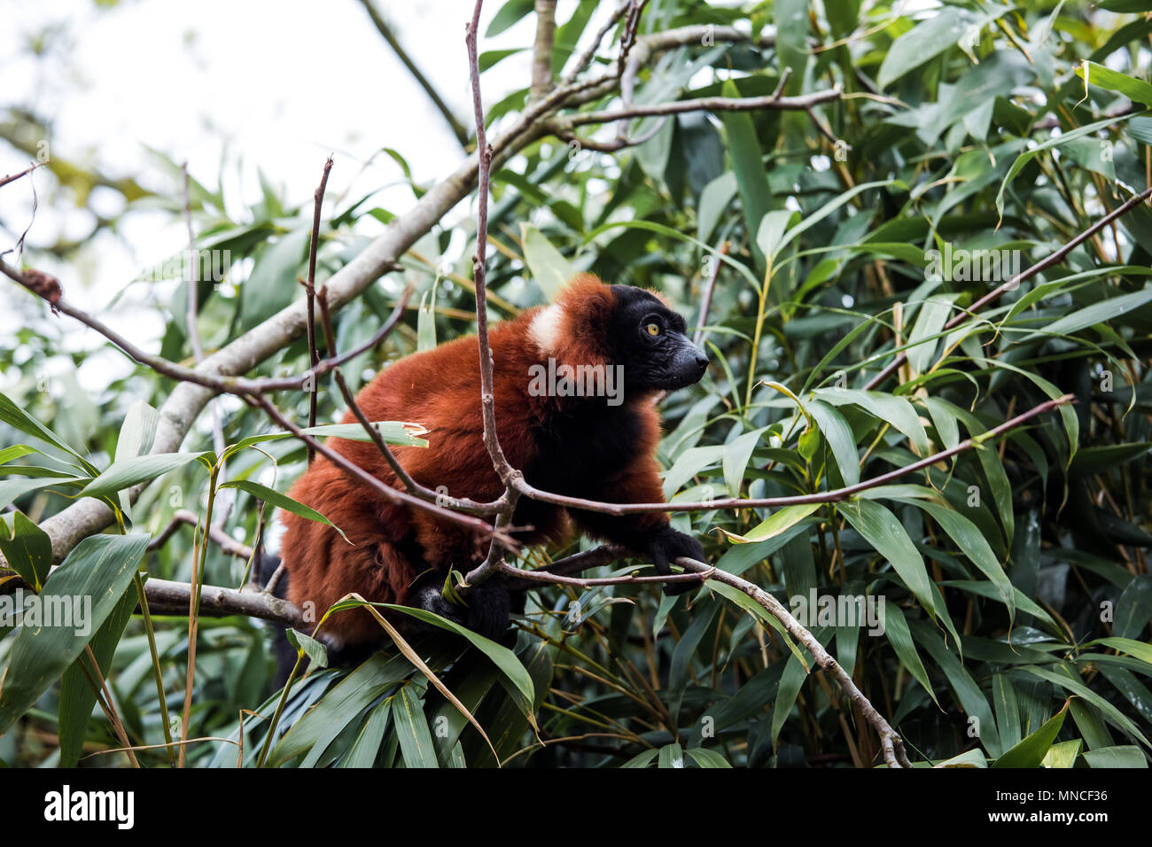 Red ruffed lemur animal sitting on the tree Stock Photo