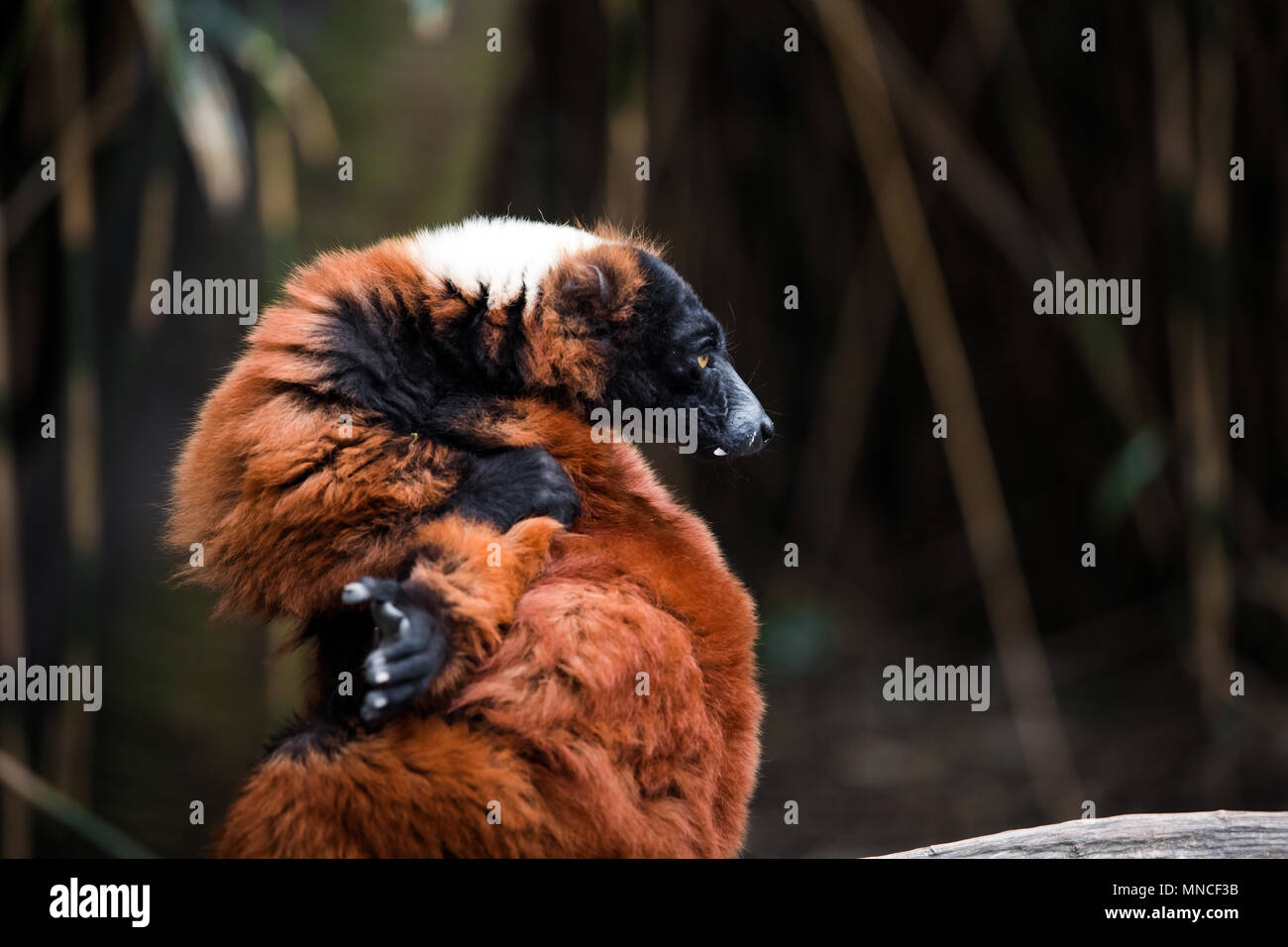 Red ruffed lemur animal close up view Stock Photo