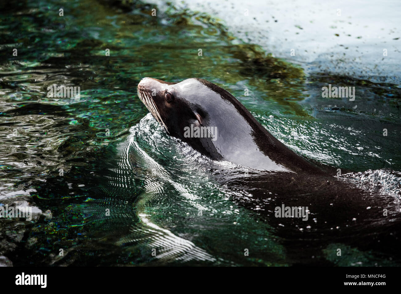 Fur seal head in the water Stock Photo