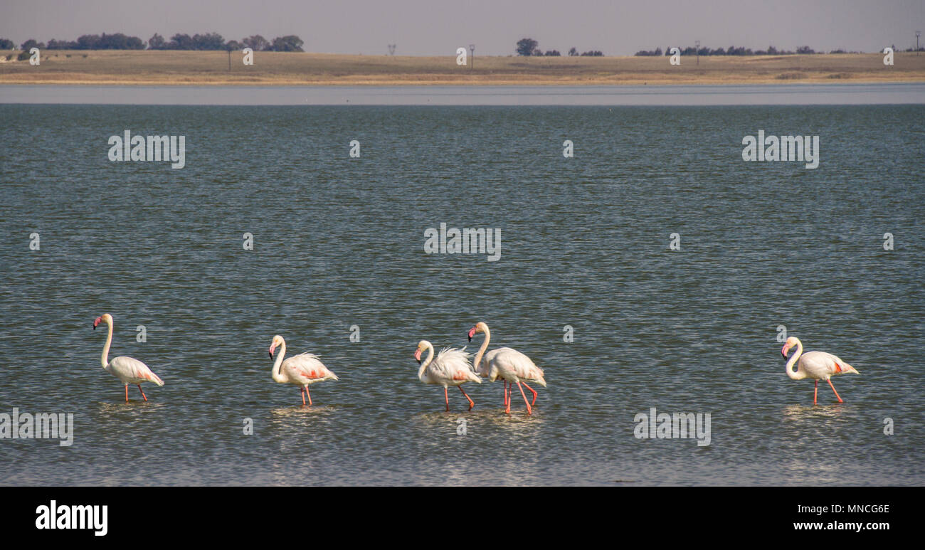 Barberspan Nature Reserve, South Africa is bird sanctuary for mainly