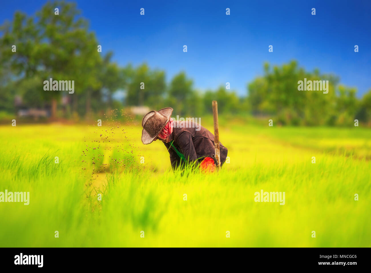 Farmers working planting rice in the paddy field Stock Photo