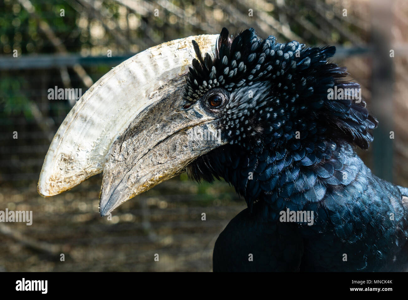 Silvery-cheeked hornbill in the zoo at day time. Stock Photo