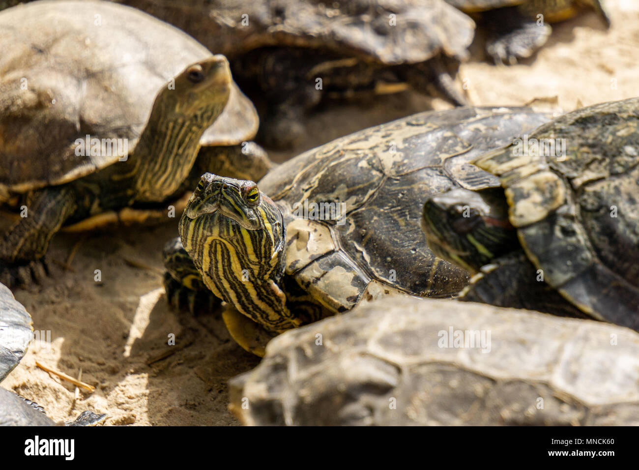 Red eared slider pet hi-res stock photography and images - Alamy