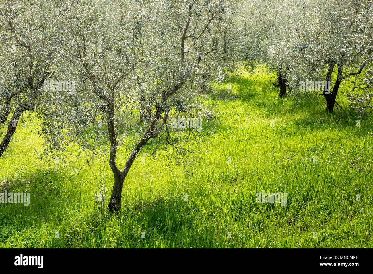 Olive trees on a lush meadow illuminated by spring sunshine near Florence, Tuscany, Italy Stock Photo