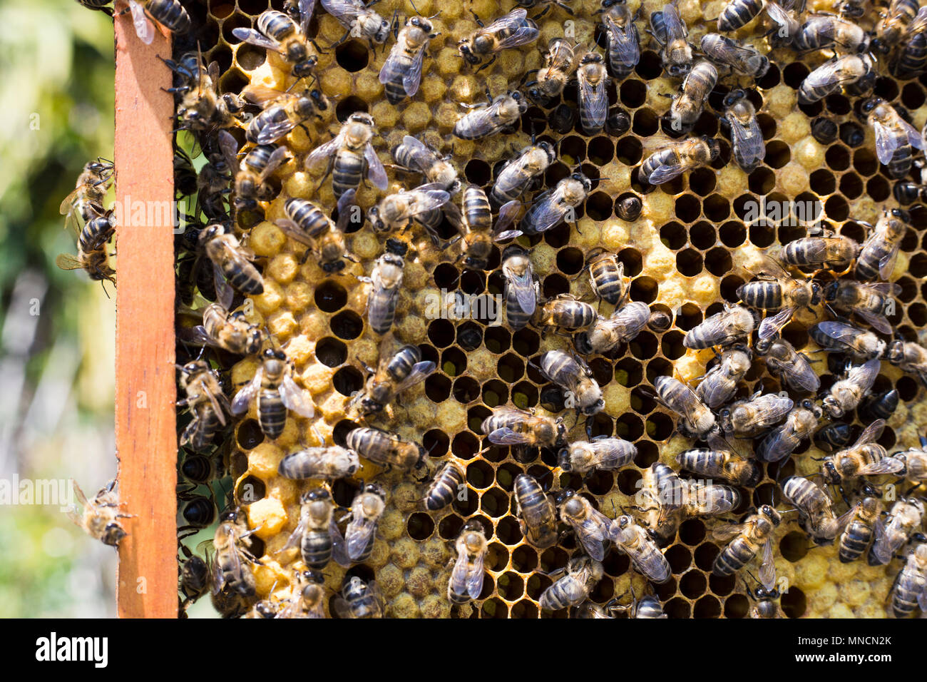 Spanish Honey Bees 'Apis mellifera' on comb in Andalucia, Spain Stock