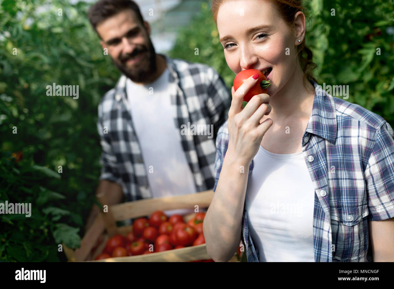 Young smiling agriculture woman worker harvesting tomatoes in ...