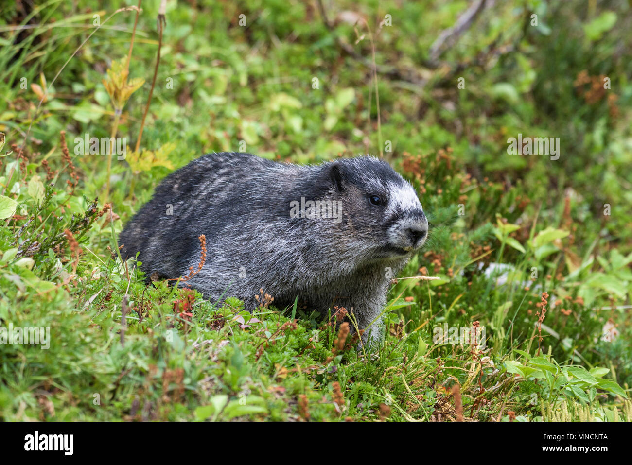 Hoary marmot (Marmota caligata) in the grass, Jasper National Park, Alberta, Canada Stock Photo