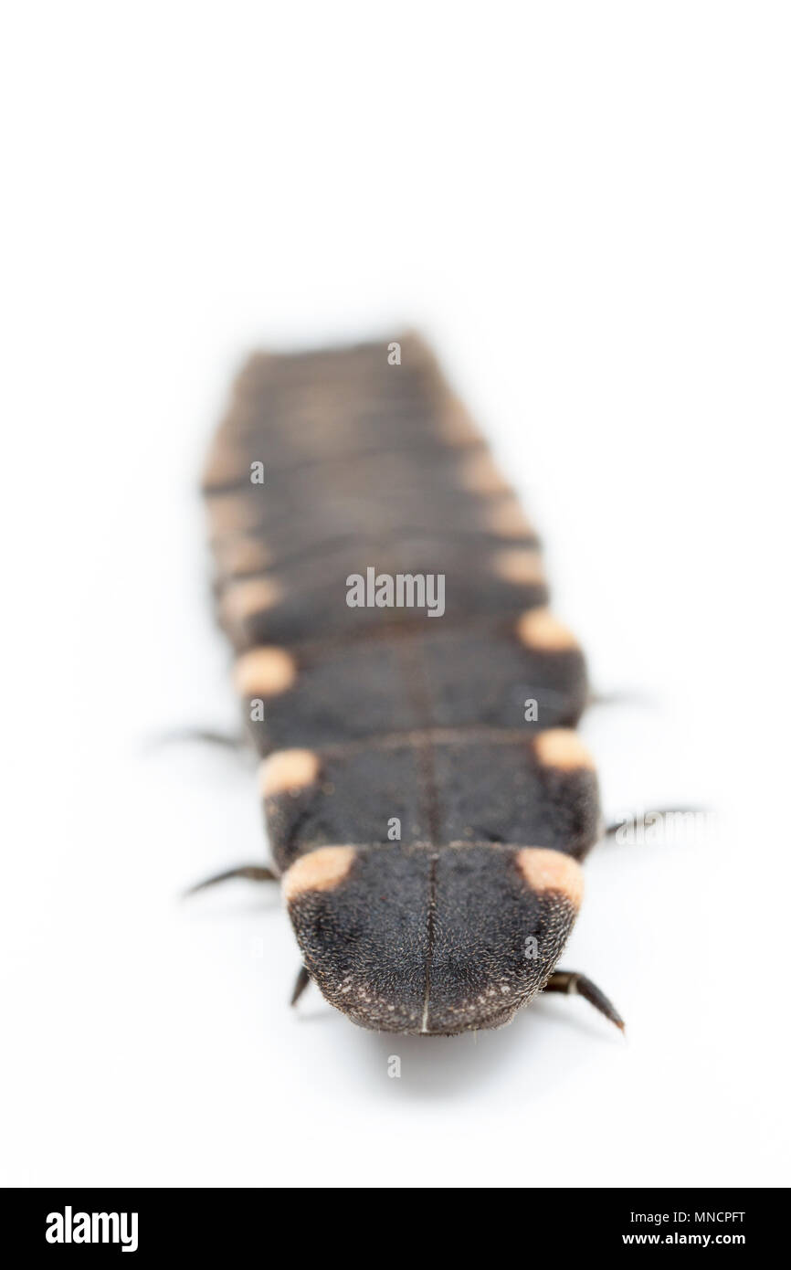 A female glow worm, Lampyris noctiluca, photographed in a studio. The glow worms feed on slugs and snails and produce light to attract males with a li Stock Photo
