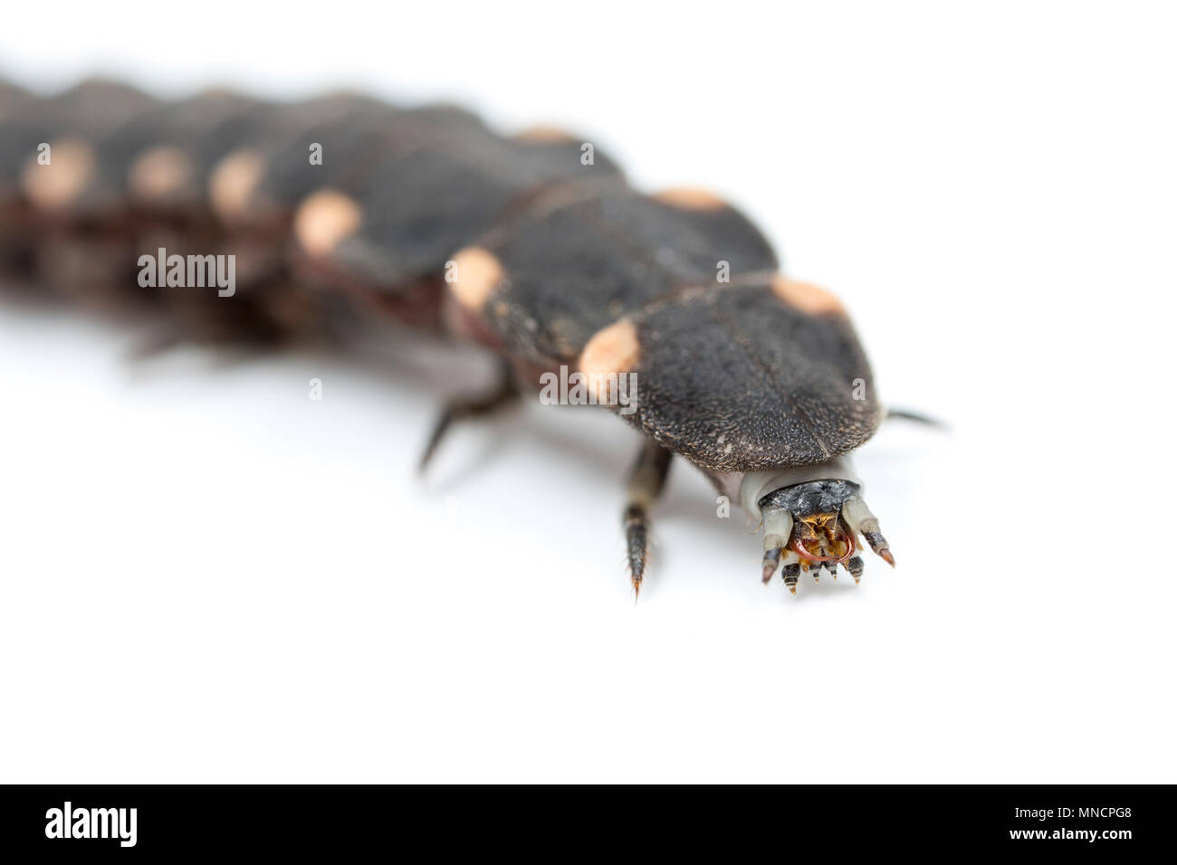 A female glow worm, Lampyris noctiluca, photographed in a studio. The glow worms feed on slugs and snails and produce light to attract males with a li Stock Photo