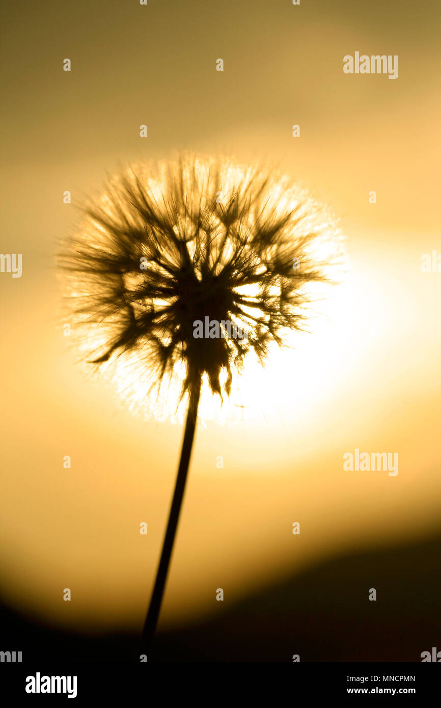 Dandelion seeds sun hires stock photography