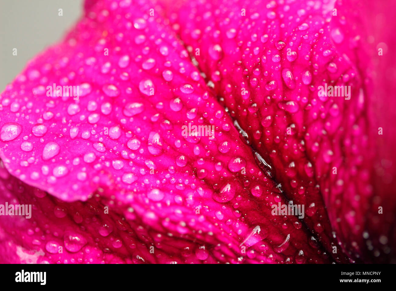 Droplets on petunia flower. Stock Photo