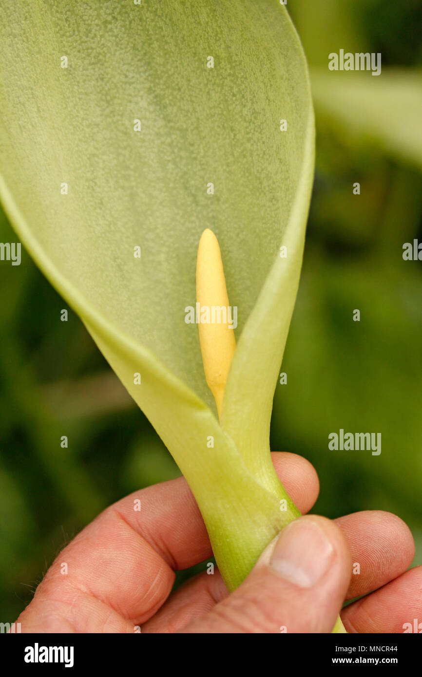 Italian arum plant hires stock photography and images Alamy