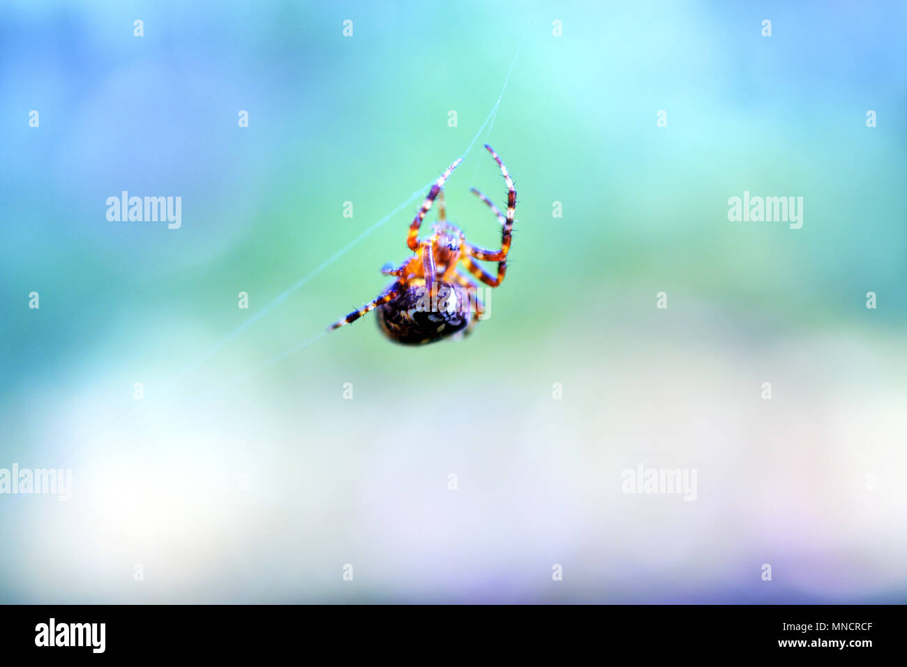 Cross Spider Araneus Macro wallpaper backround Stock Photo