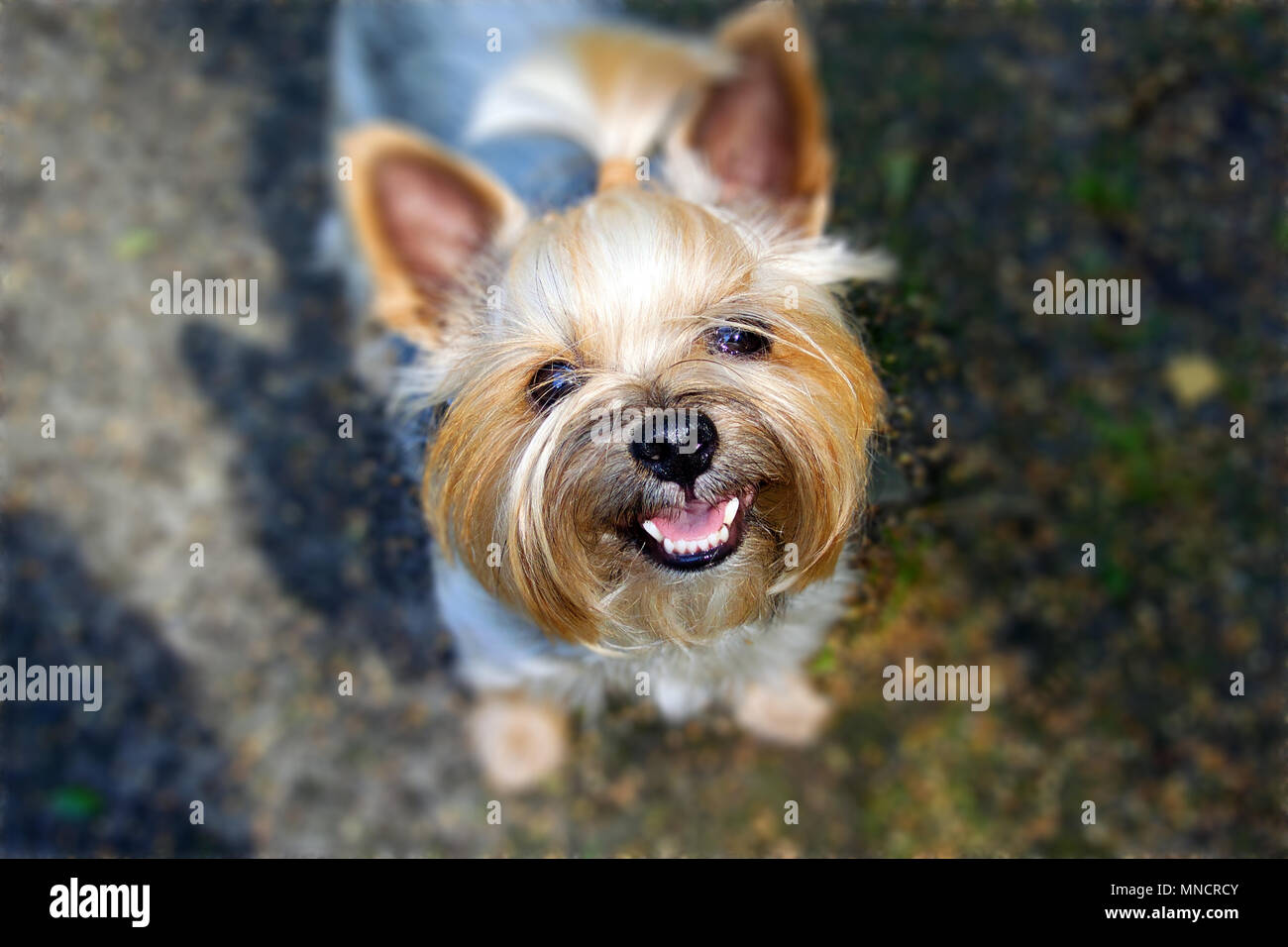 Yorkshire Terrier Wallpapers 42 images inside