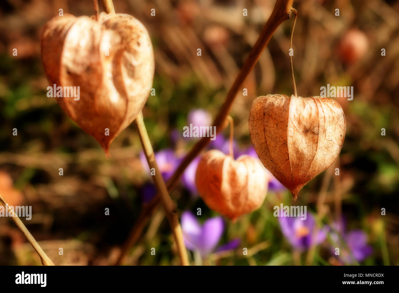 Physalis hanging in the sun background wallpaer macro Stock Photo