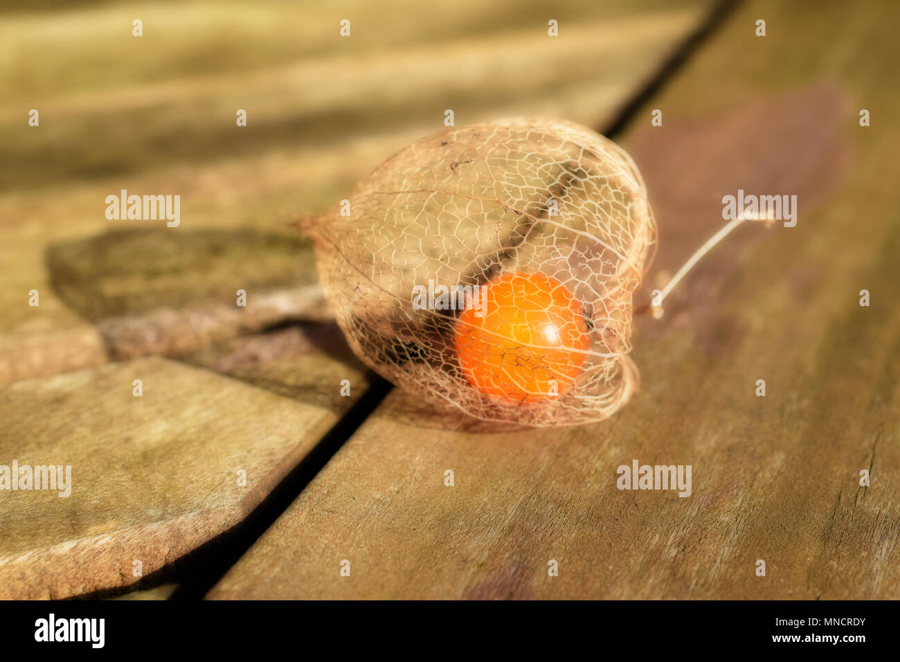 Physalis Ground cherry close up background  on a table Stock Photo