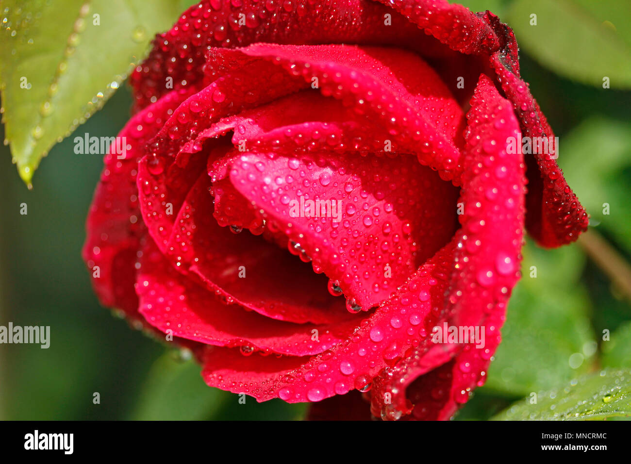 Dropplets Rose Rose flower with droplets Stock Photo - Alamy