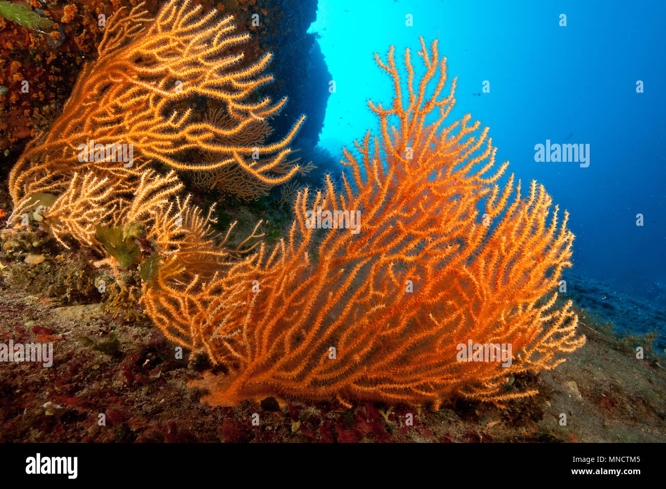 Gorgonia fan hi-res stock photography and images - Alamy