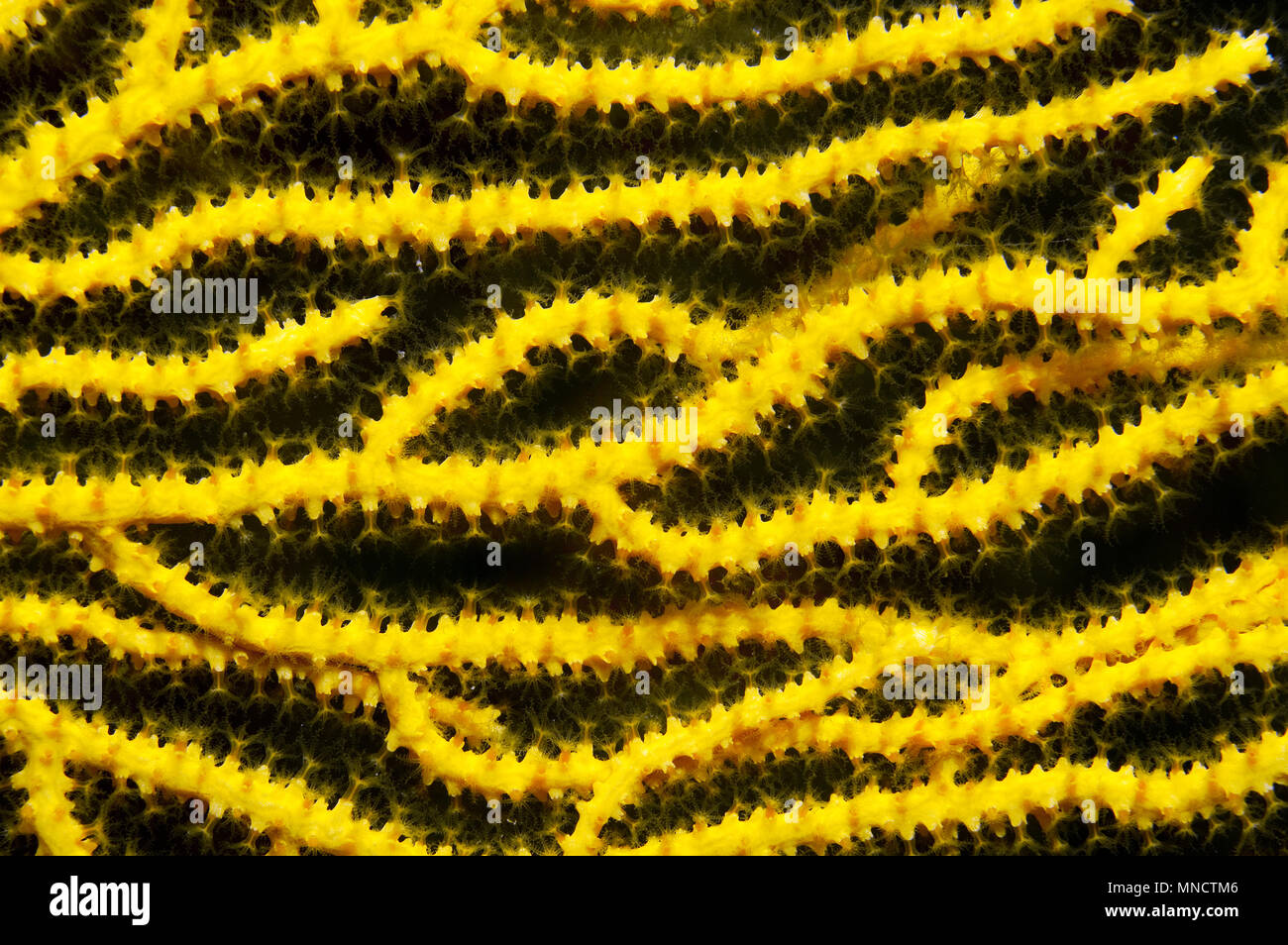 yellow gorgonia fan coral in the Mediterranean Sea | Mittelmeer Fächerkoralle / Gelbe Gorgonien (Eunicella cavolinii) Stock Photo