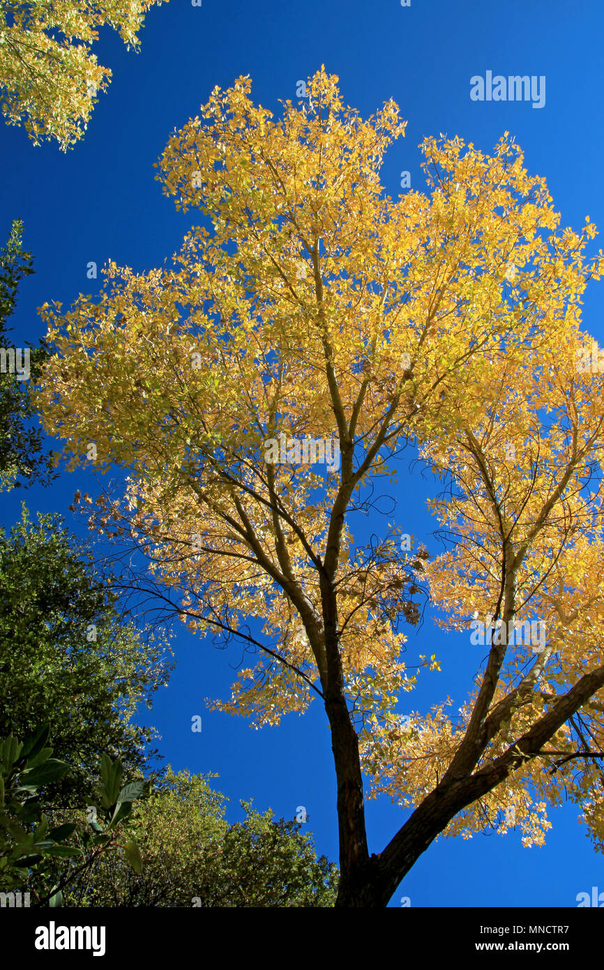 Fall foliage in orange, yellow and green against blue sky, Los Padres National Forest, USA Stock Photo