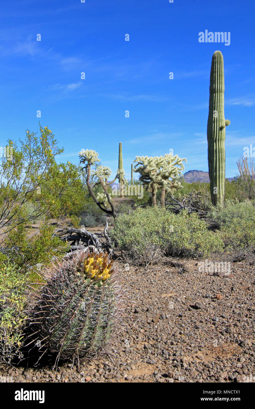 Different cactus species in Organ Pipe Cactus National Monument