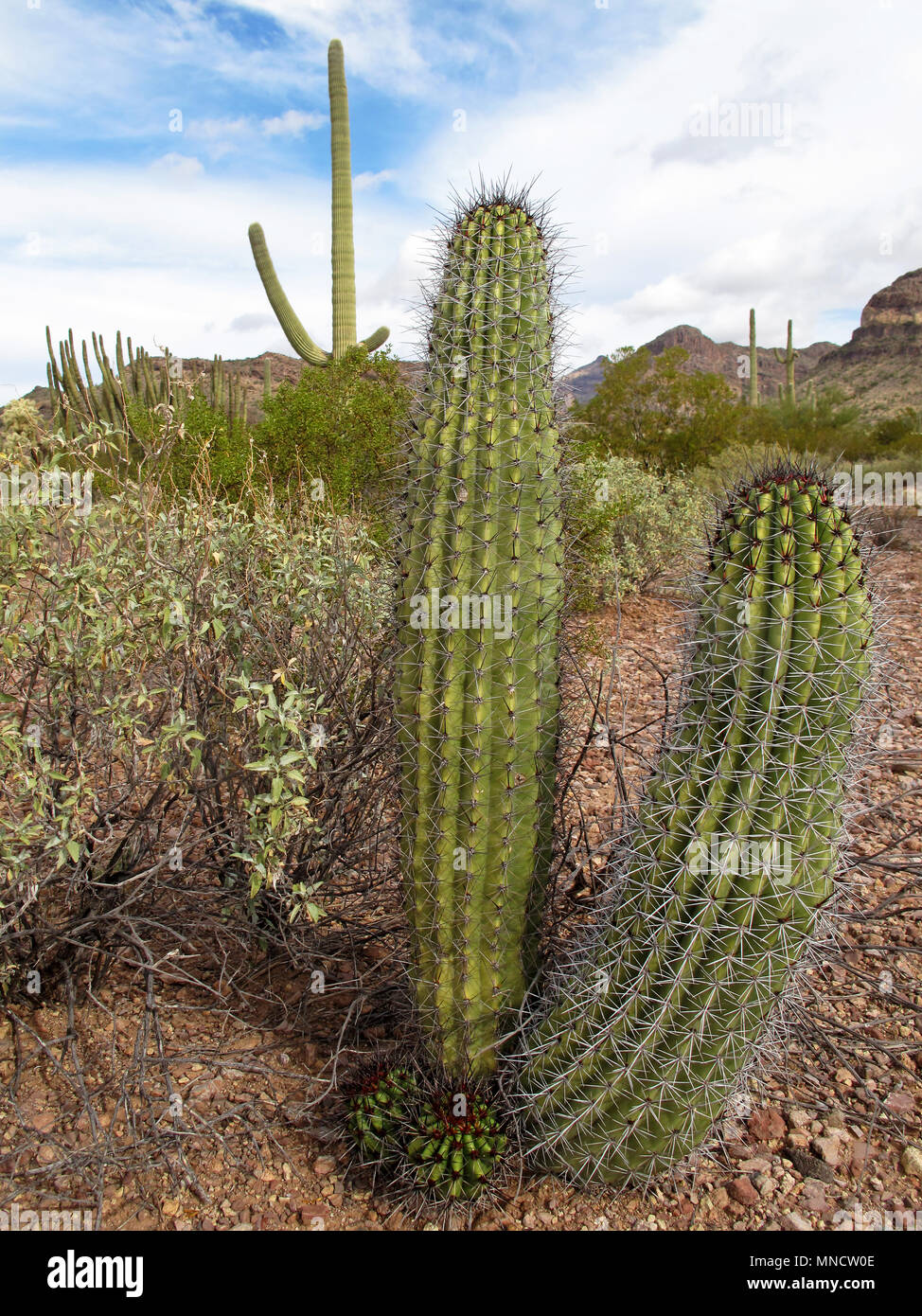 Different cactus species in Organ Pipe Cactus National Monument