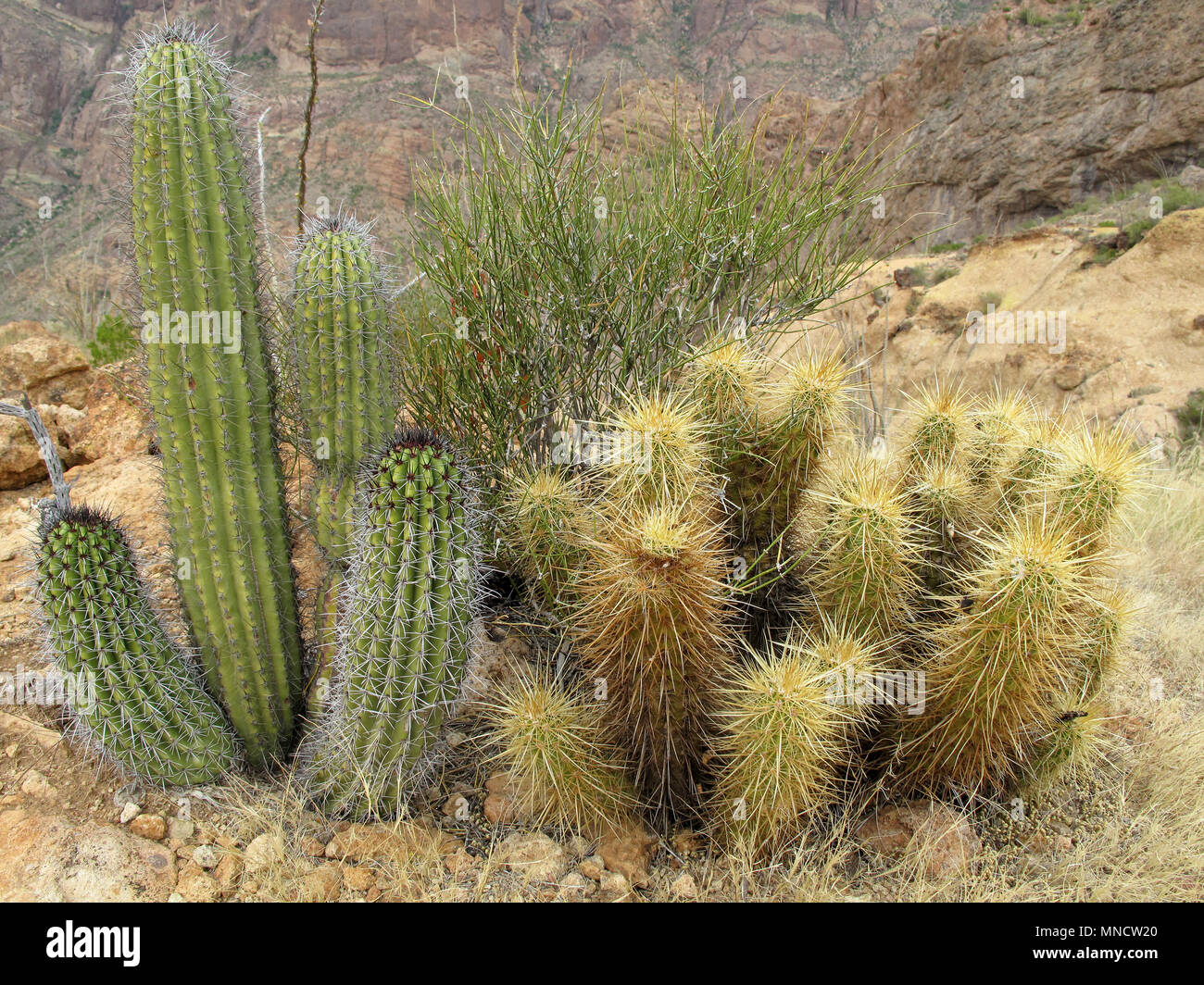 Different cactus species in Organ Pipe Cactus National Monument