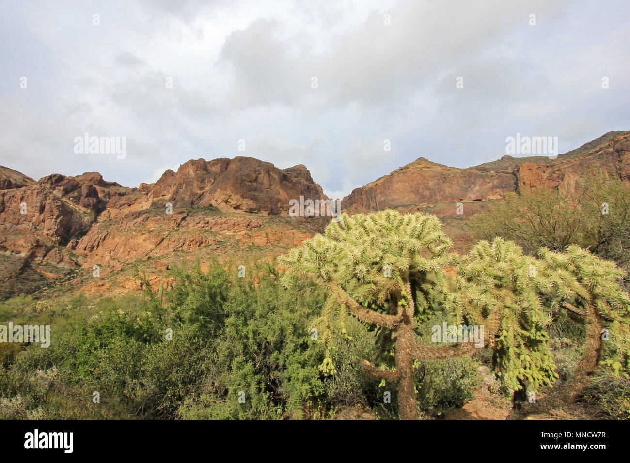 Ecosystem sonora sonoran desert hi-res stock photography and images - Alamy