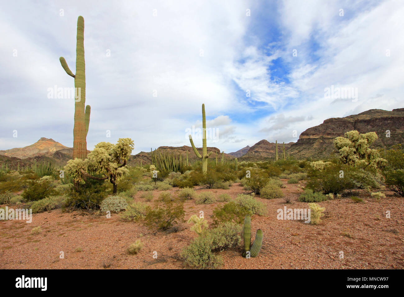 Different cactus species in Organ Pipe Cactus National Monument