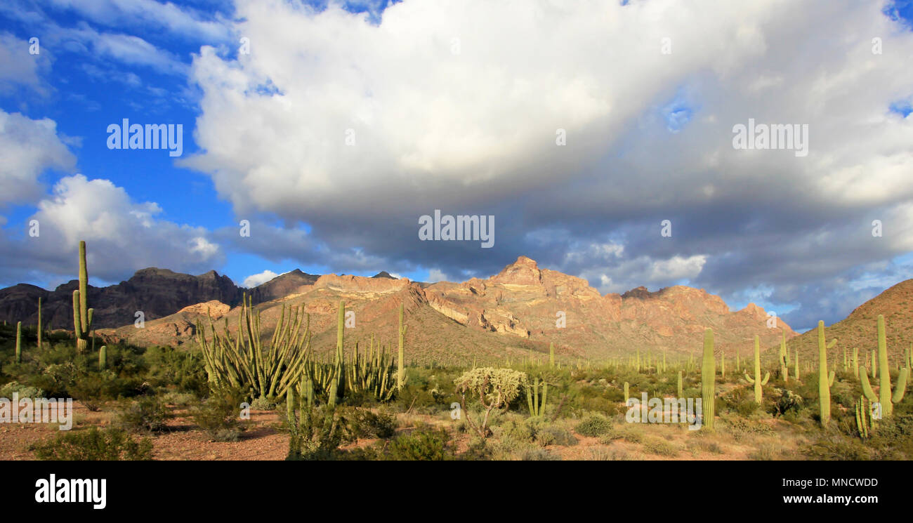 Different cactus species in Organ Pipe Cactus National Monument