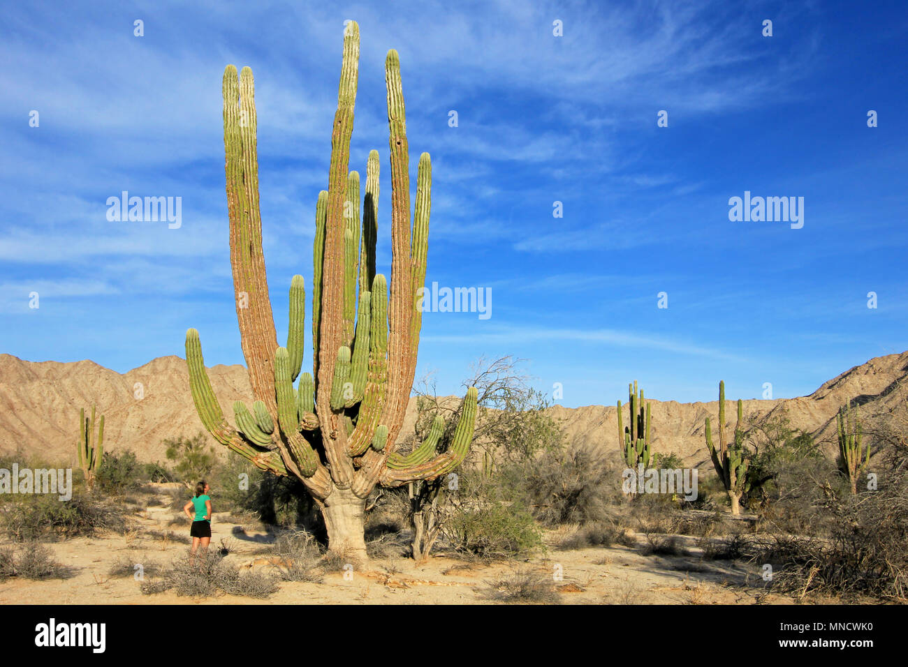 A woman demonstrates the incredible height of the large Elephant Cardon cactus or cactus Pachycereus pringlei, Baja California Sur, Mexico Stock Photo