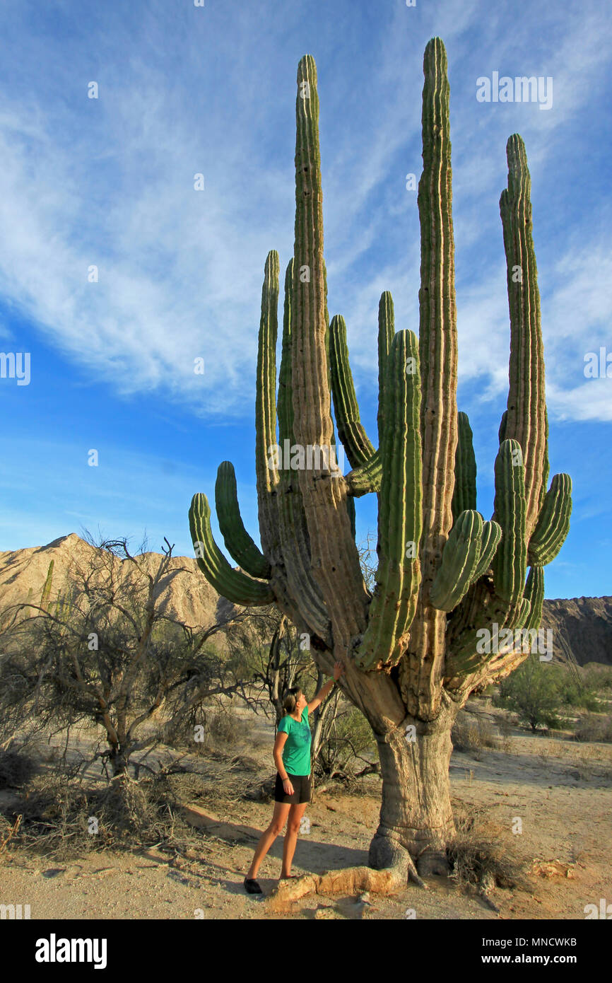 A woman demonstrates the incredible height of the large Elephant Cardon cactus or cactus Pachycereus pringlei, Baja California Sur, Mexico Stock Photo