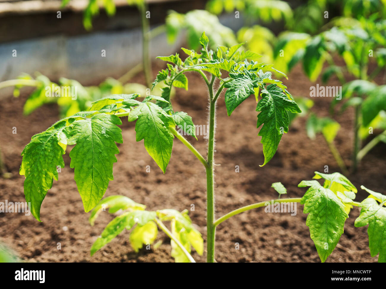 Row young tomato plants growing hi-res stock photography and images - Alamy