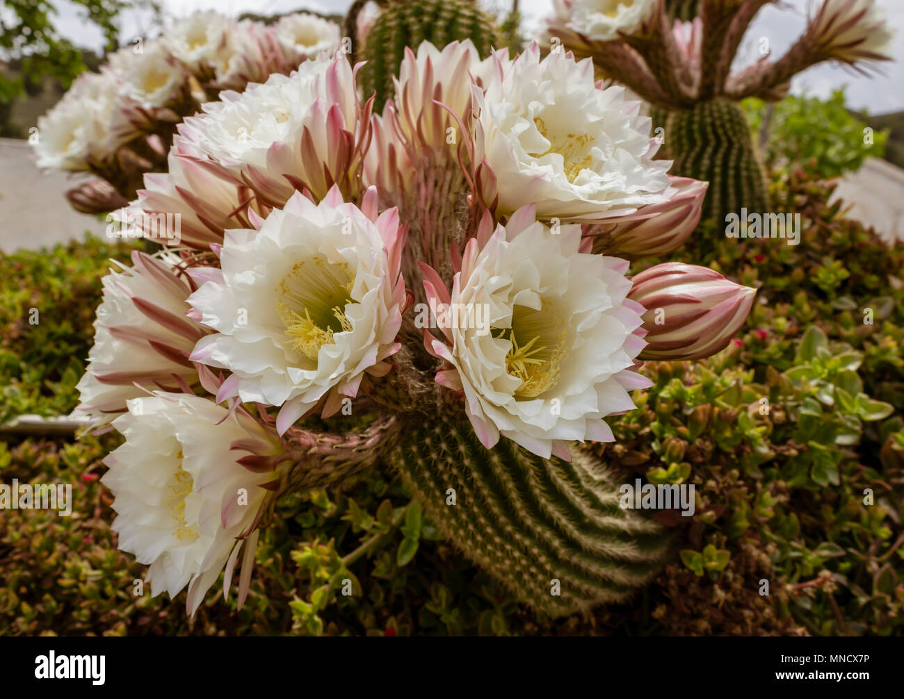 Golden torch cactus flower hi-res stock photography and images - Alamy