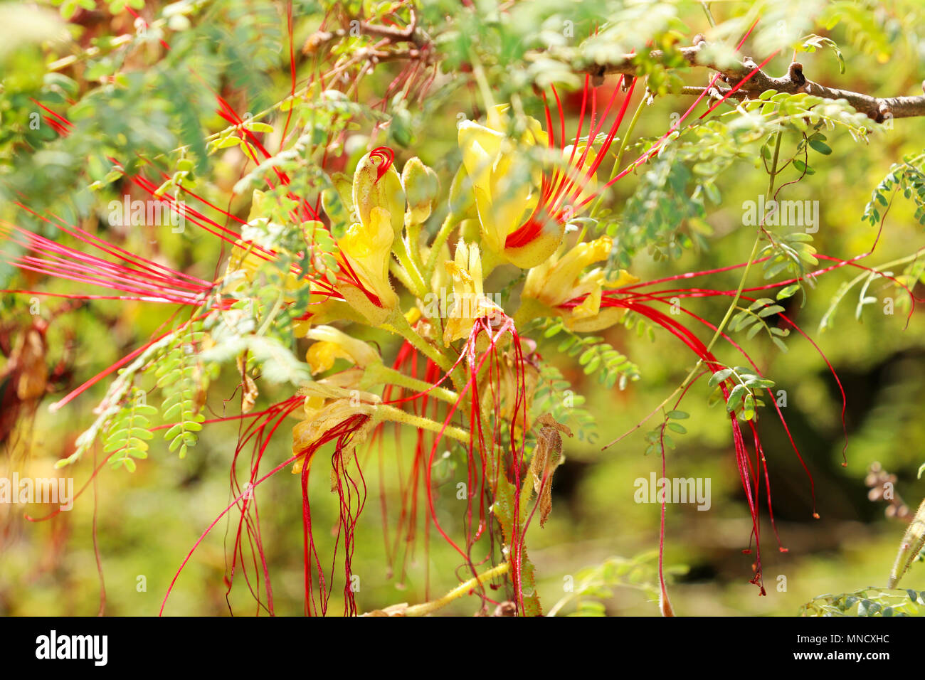 Caesalpinia Gilliesii, yellow bird of paradise, on a sunny day Stock Photo