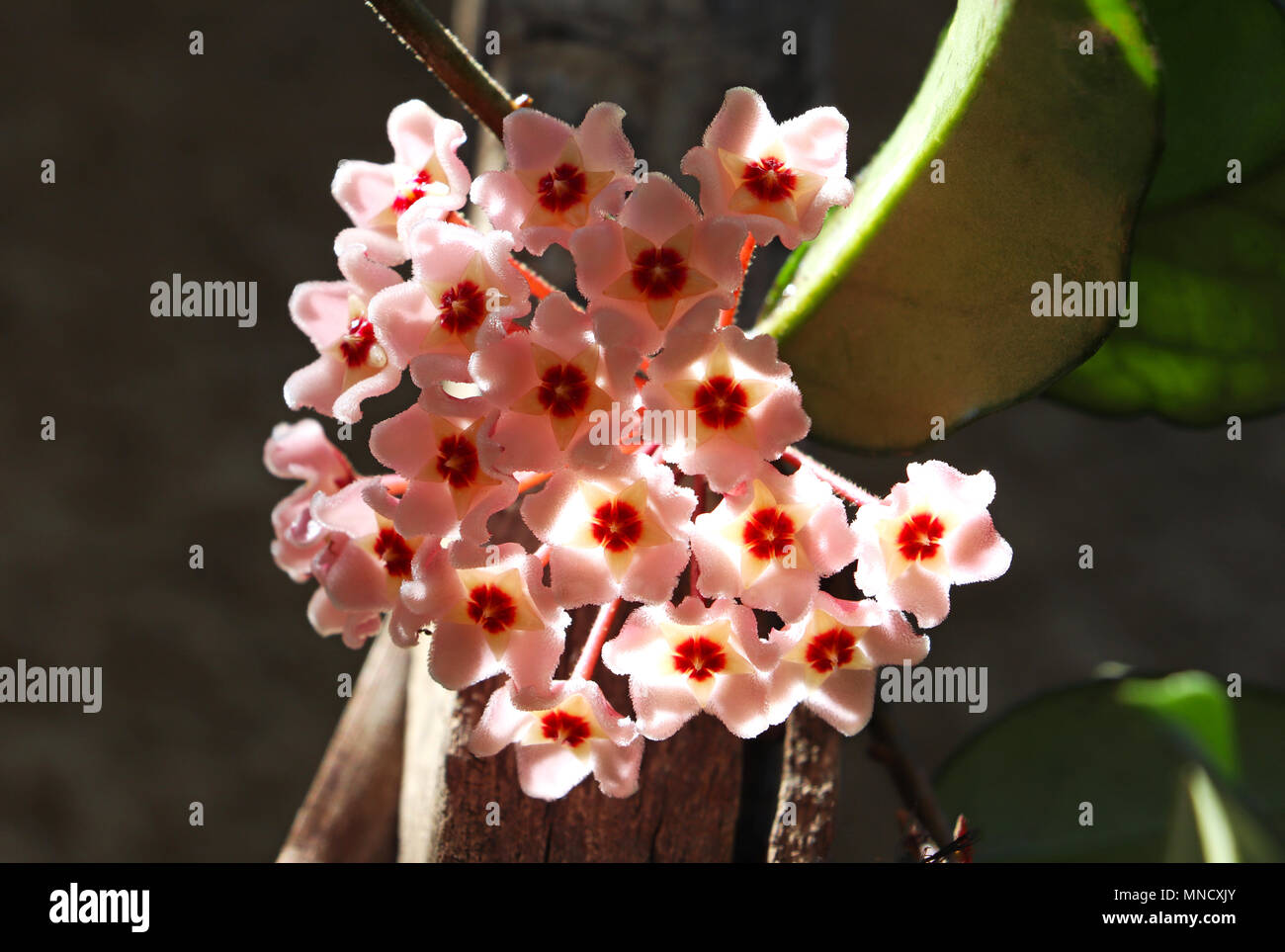 Hoya or wax plant flower blossom Stock Photo