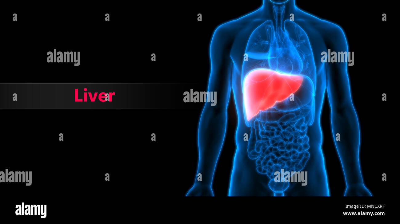 Cirrhosis Stomach High Resolution Stock Photography and Images - Alamy