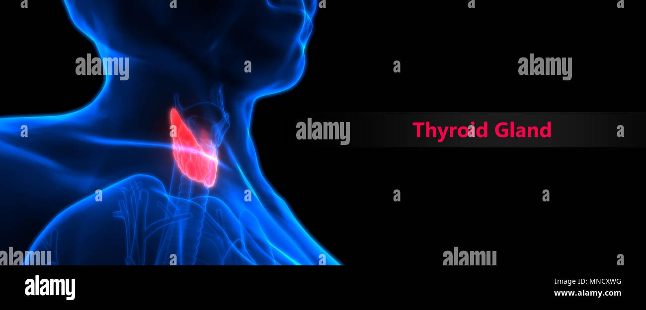 Human Body Glands Thyroid Gland Anatomy Stock Photo Alamy
