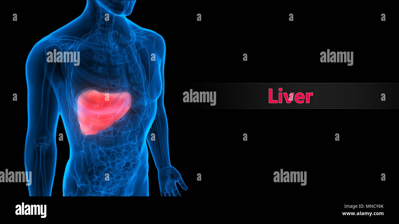 Human Digestive System Liver Anatomy Stock Photo - Alamy