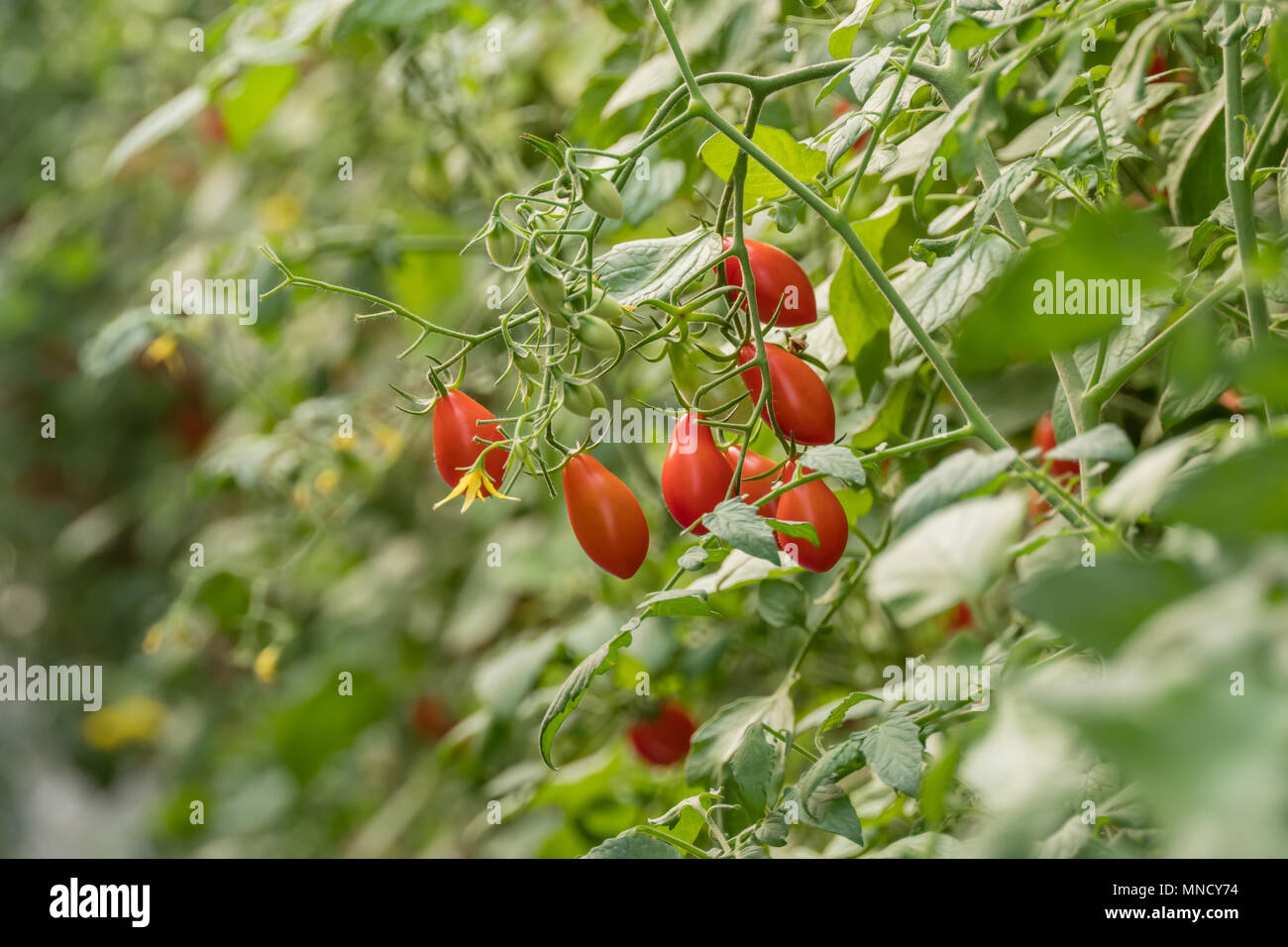 Fresh ripe tomatoes with green leaves growing on a branch in a garden ...