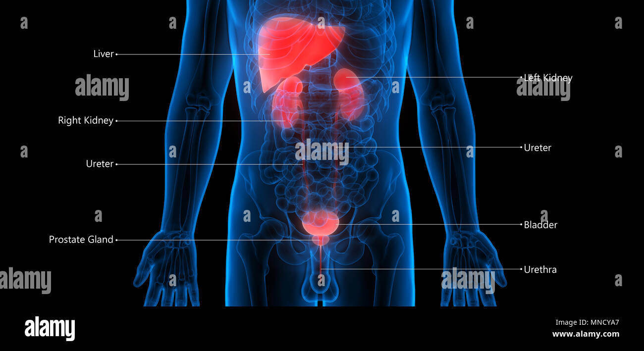 Human Liver with Urinary System Anatomy Stock Photo Alamy