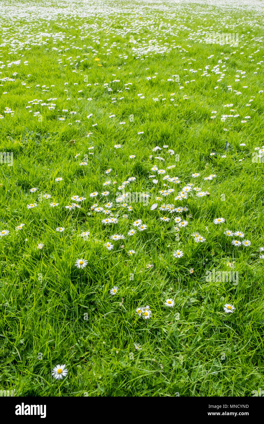 Grass with daisies, England, UK Stock Photo