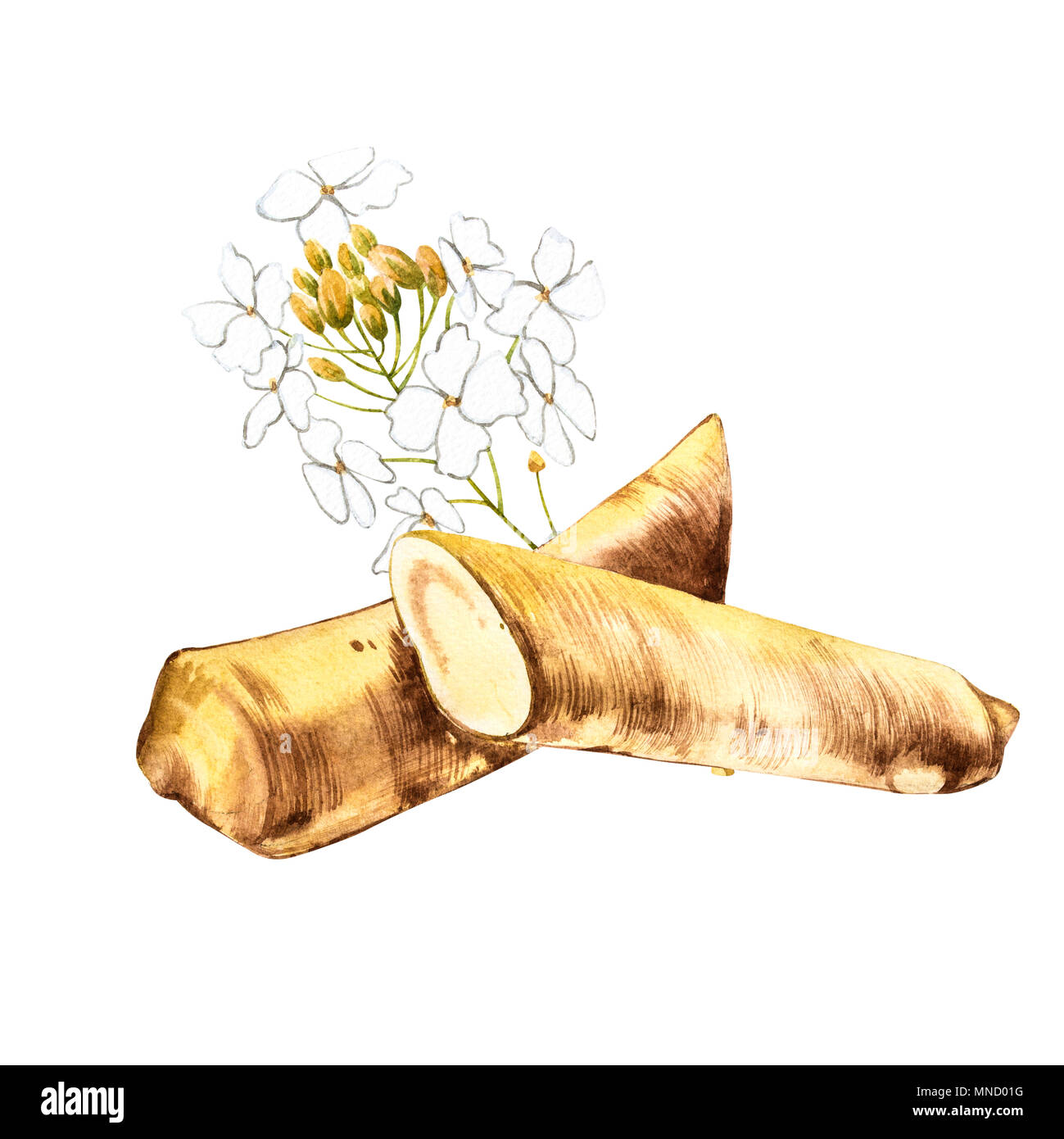 Watercolor horseradish sketch. Botanical illustration of organic, eco plant. Isolated on white background. Illustration For Food Design. Stock Photo