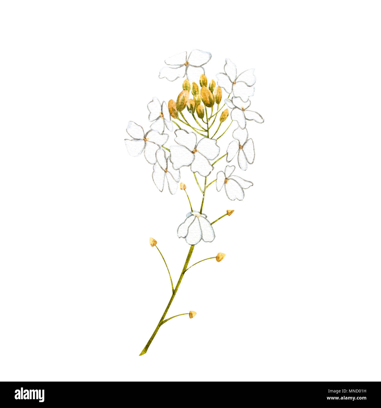 Watercolor horseradish flowers. Botanical illustration of organic, eco plant. Isolated on white background. Illustration For Food Design. Stock Photo